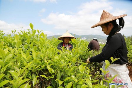 Farmers Busy with Making Tea in China's Fujian